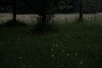 Fireflies