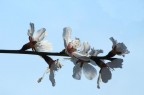 primavera2 primavera2