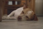 Lei dorme Lei dorme
