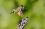 Macroglossum stellatarum