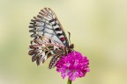 Zerinthia Zerinthia