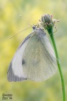 Pieris brassicae