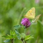 Colias crocea su fiore di Trifoglio
