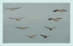 dinamica di un volo.. dinamica di un volo..
