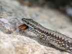 La lucertola e il suo pasto