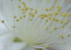 Nel fiore Nel fiore