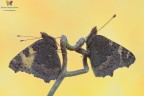Aglais urticae ² Aglais urticae ²