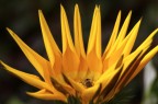 L'ape e il fiore L'ape e il fiore