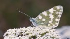 Pontia edusa Pontia edusa