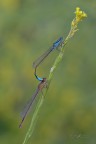 Ischnura elegans Iin love Ischnura elegans Iin love