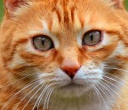 Gatto Gatto