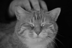 Coccole b&w Coccole b&w