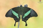Papilio palinurus...il dritto... Papilio palinurus...il dritto...