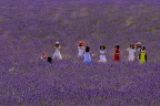 lavanda lavanda
