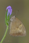 Maniola Jurtina Maniola Jurtina