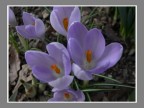 Crocus_07 Crocus_07