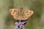 Erynnis tages Erynnis tages