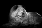Chow-chow Chow-chow