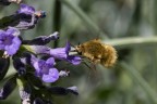 Scusate il titolo, ma sinceramente non so cosa sia, a assomiglia al macroglossum, ma � molto pi� piccolo e non ho idea cosa sia� qualcuno mi da indicazioni ?