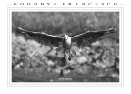 ::: G O O D B Y E F R A N C E S C O ::: ::: G O O D B Y E F R A N C E S C O :::