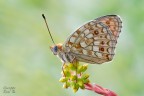 Argynnis niobe Argynnis niobe