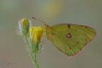 Colias crocea_DSC4496 Colias crocea_DSC4496
