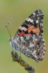 Vanessa Vanessa