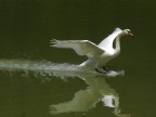 Cigno Cigno