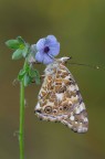 Vanessa Cardui_DSC4451 Vanessa Cardui_DSC4451