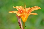 Primo scatto di fiore... Primo scatto di fiore...
