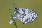 Melanargia galathea Melanargia galathea
