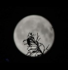 Luna Luna