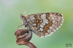 Melitaea athalia f. nevadensis Melitaea athalia f. nevadensis