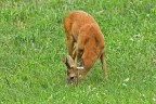 Capriolo....quasi in camera!!! Capriolo....quasi in camera!!!