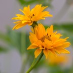Heliopsis o falso girasole