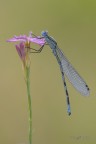 Enallagma cyathigerum Enallagma cyathigerum