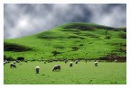 kiwis country... kiwis country...