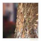 The gold hay ball... The gold hay ball...