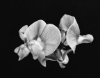 Fiore Fiore