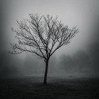 Alberi Alberi