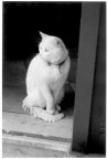 gatto bianco gatto bianco
