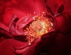 rosso... rosso...