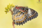 Cethosia cyane Cethosia cyane