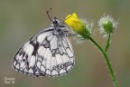 Melanargia galathea