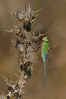 Anax imperator Anax imperator