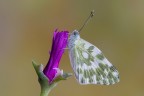 Pontia Pontia