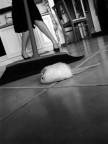 rat in my kitchen rat in my kitchen