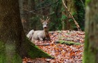 Capriolo Capriolo