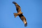 Nibbio Bruno 
Black Kite
Milvus migrans (Boddaert, 1783)

Lecco - Agosto 2018
iso1000 f6,3 1/3200