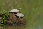 Trachemys-scripta-elegans_DSC4465 Trachemys-scripta-elegans_DSC4465